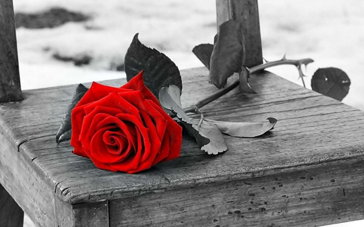 Одинокая роза