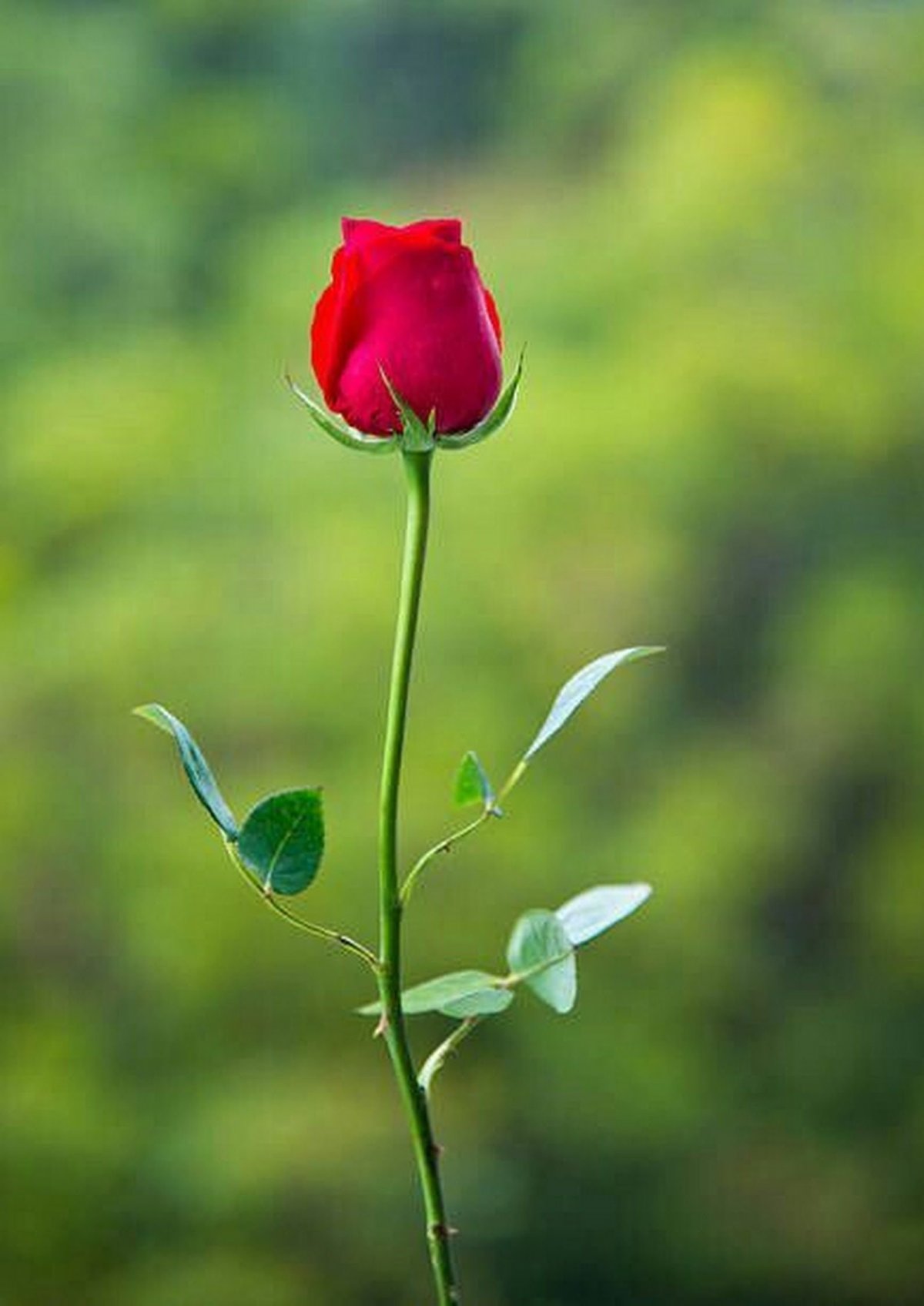 Одинокий цветок