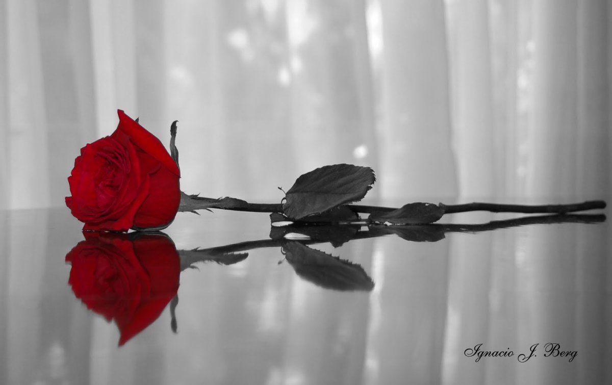 Прощальные цветы