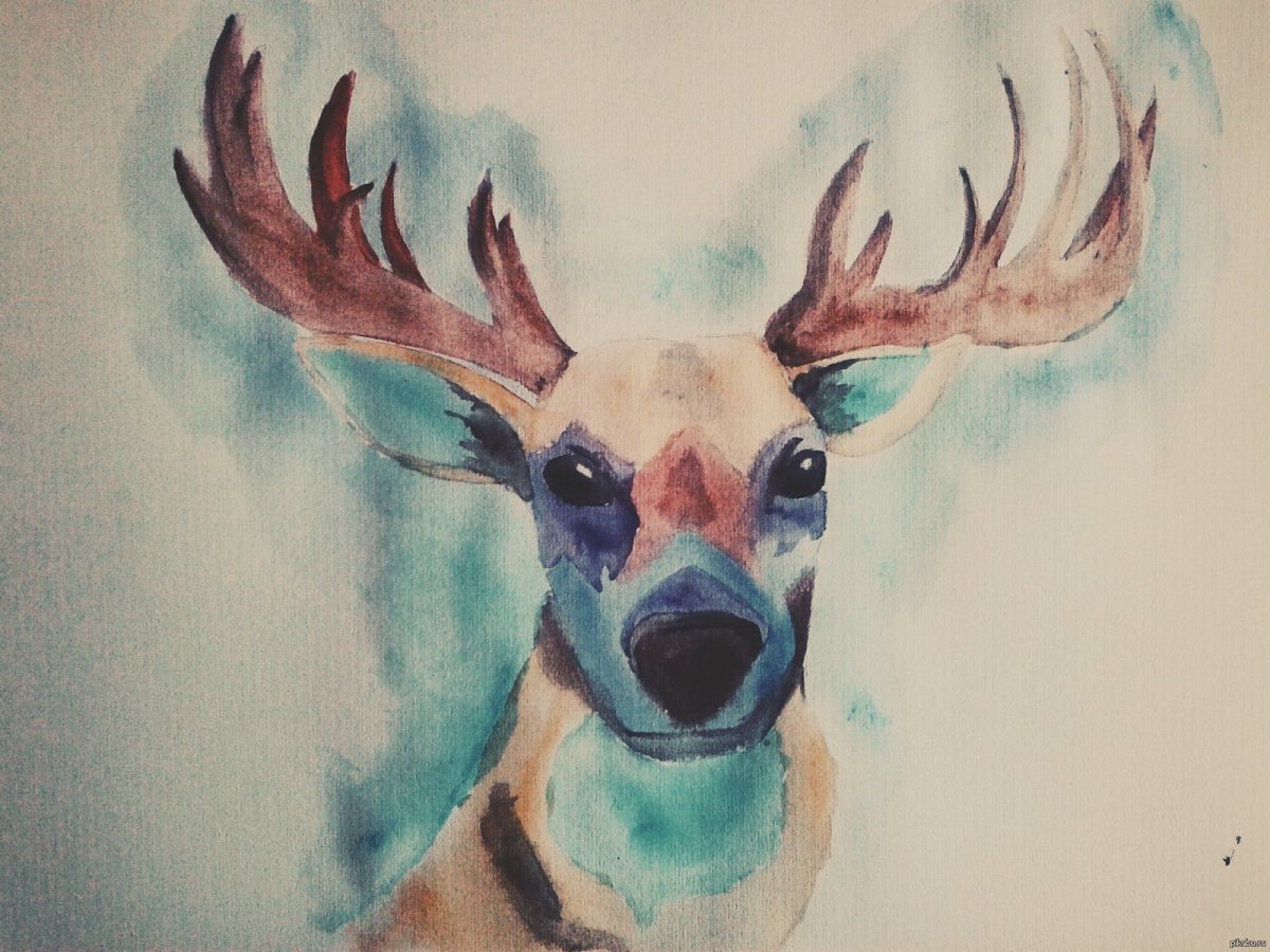 Олень рисунок
