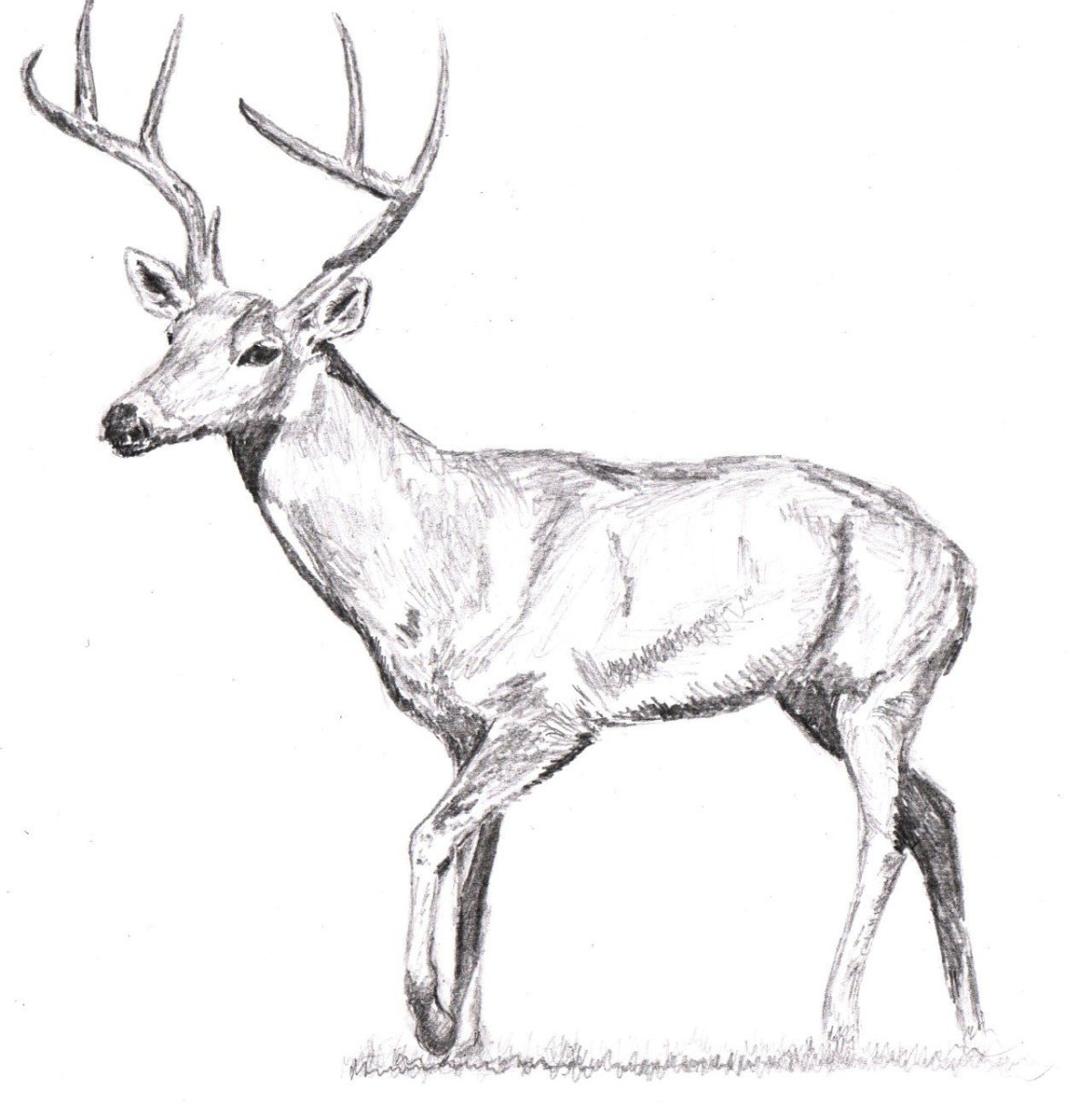 Картинки оленя для срисовки
