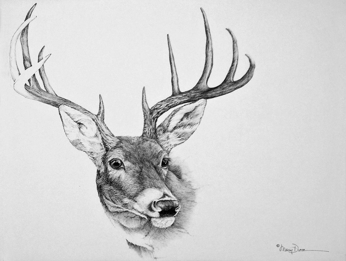 Олень контурный рисунок