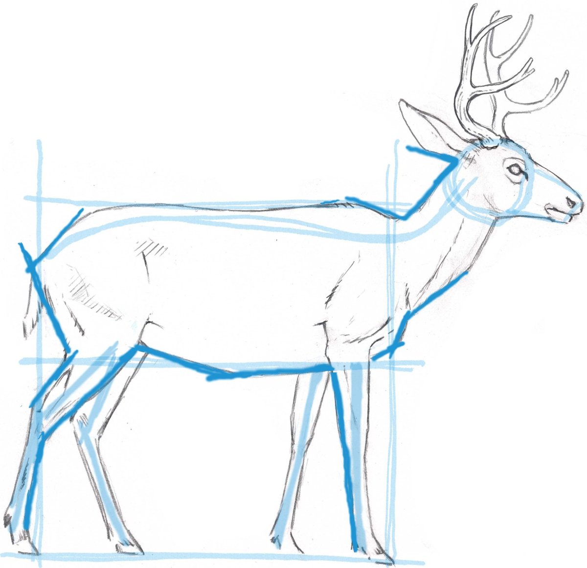 Олень карандашом