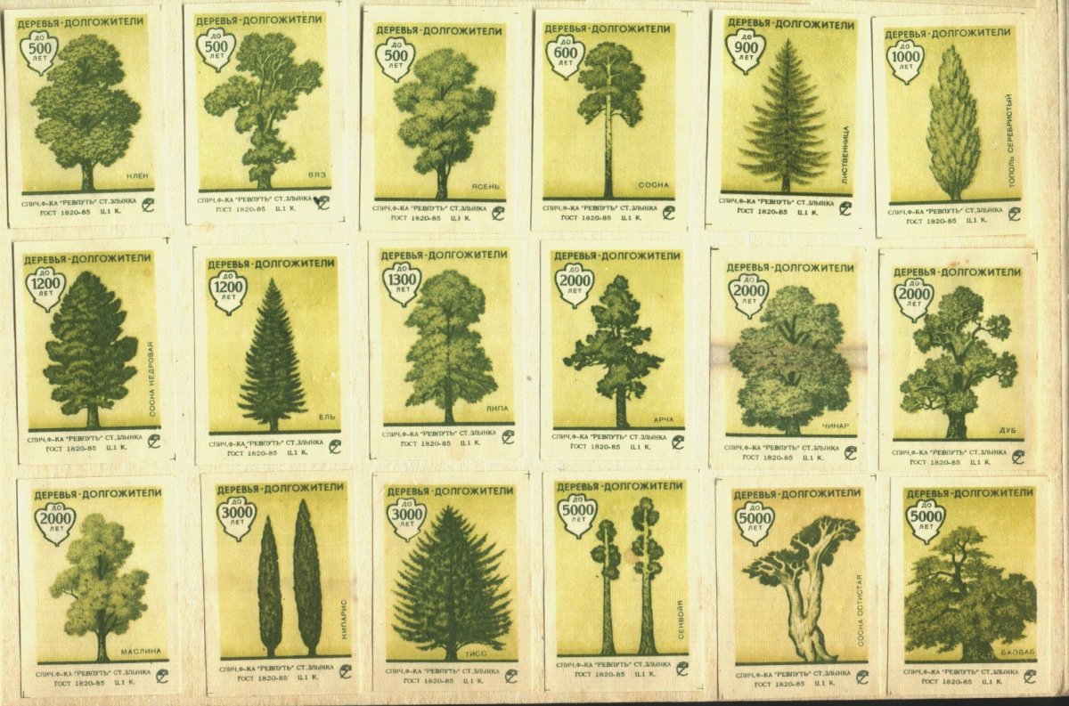 Перечень хвойных деревьев