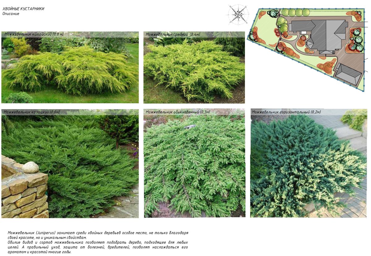 Хвойные кустарники названия