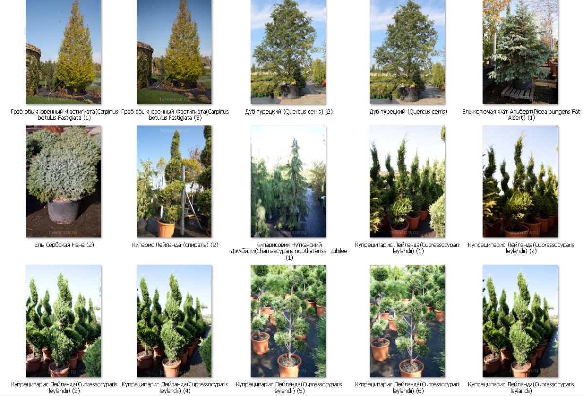 Виды деревьев и кустарников