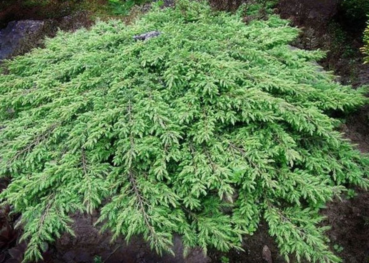 Можжевельник коммунис Грин карпет