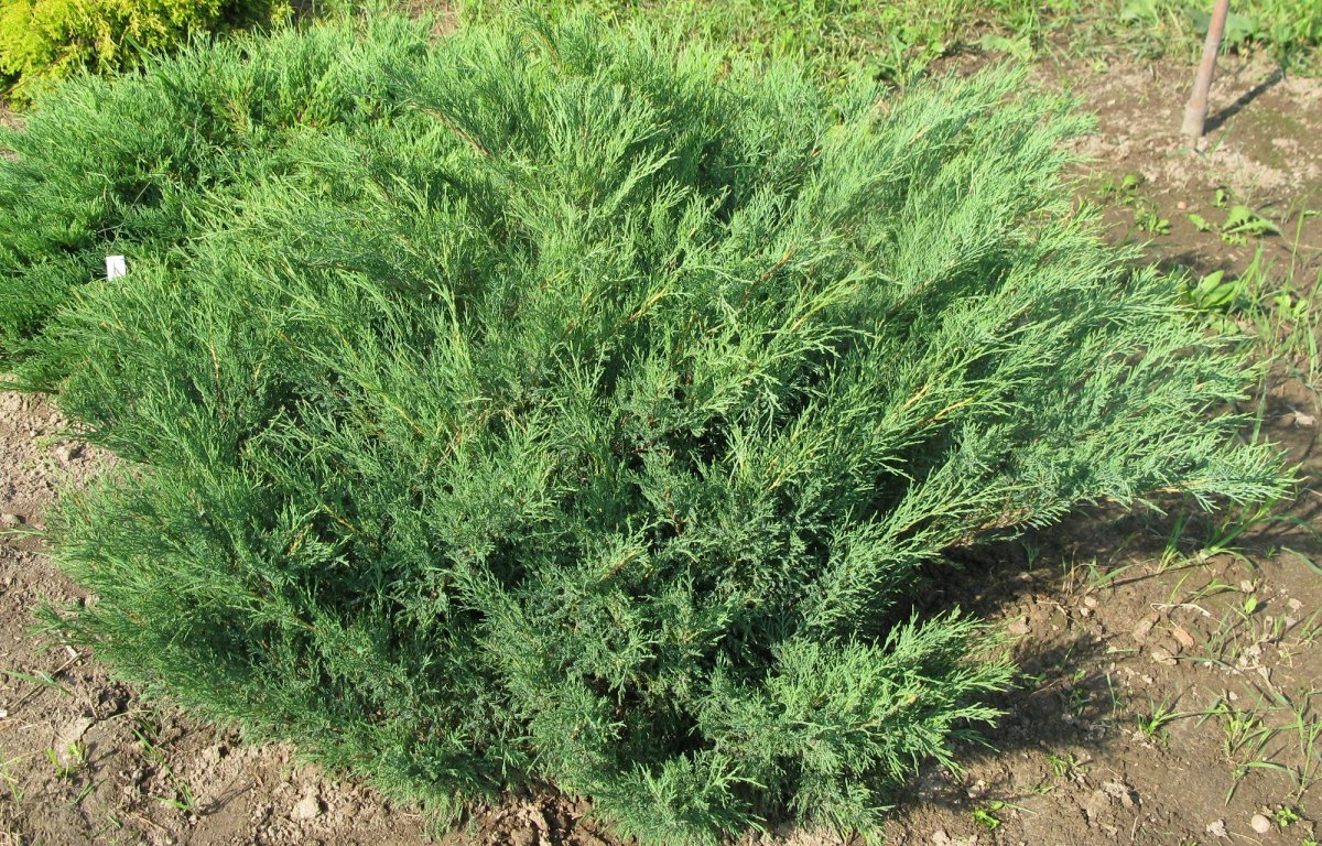 Можжевельник казацкий Кнап Хилл