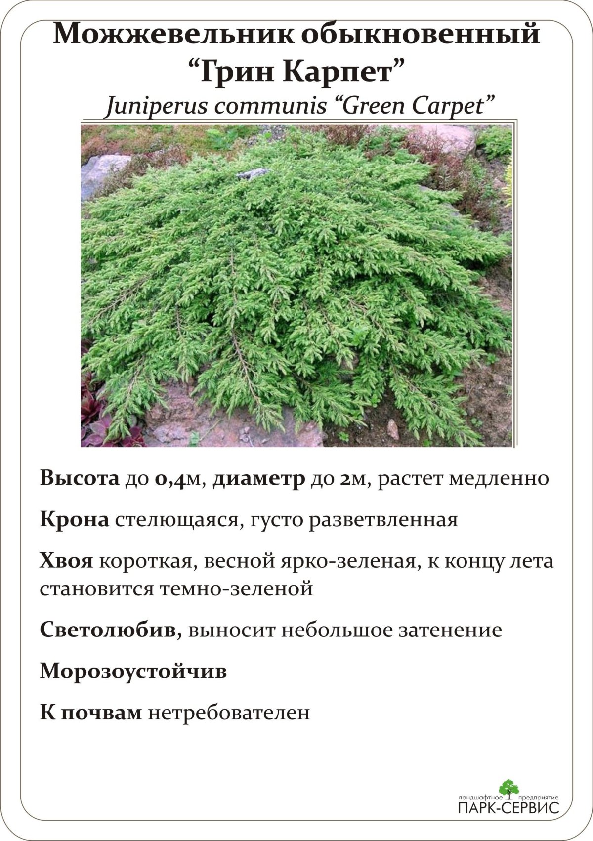 Можжевельник описание