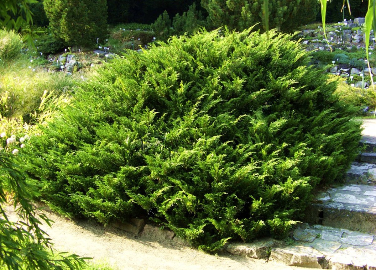 Можжевельник казацкий Juniperus Sabina