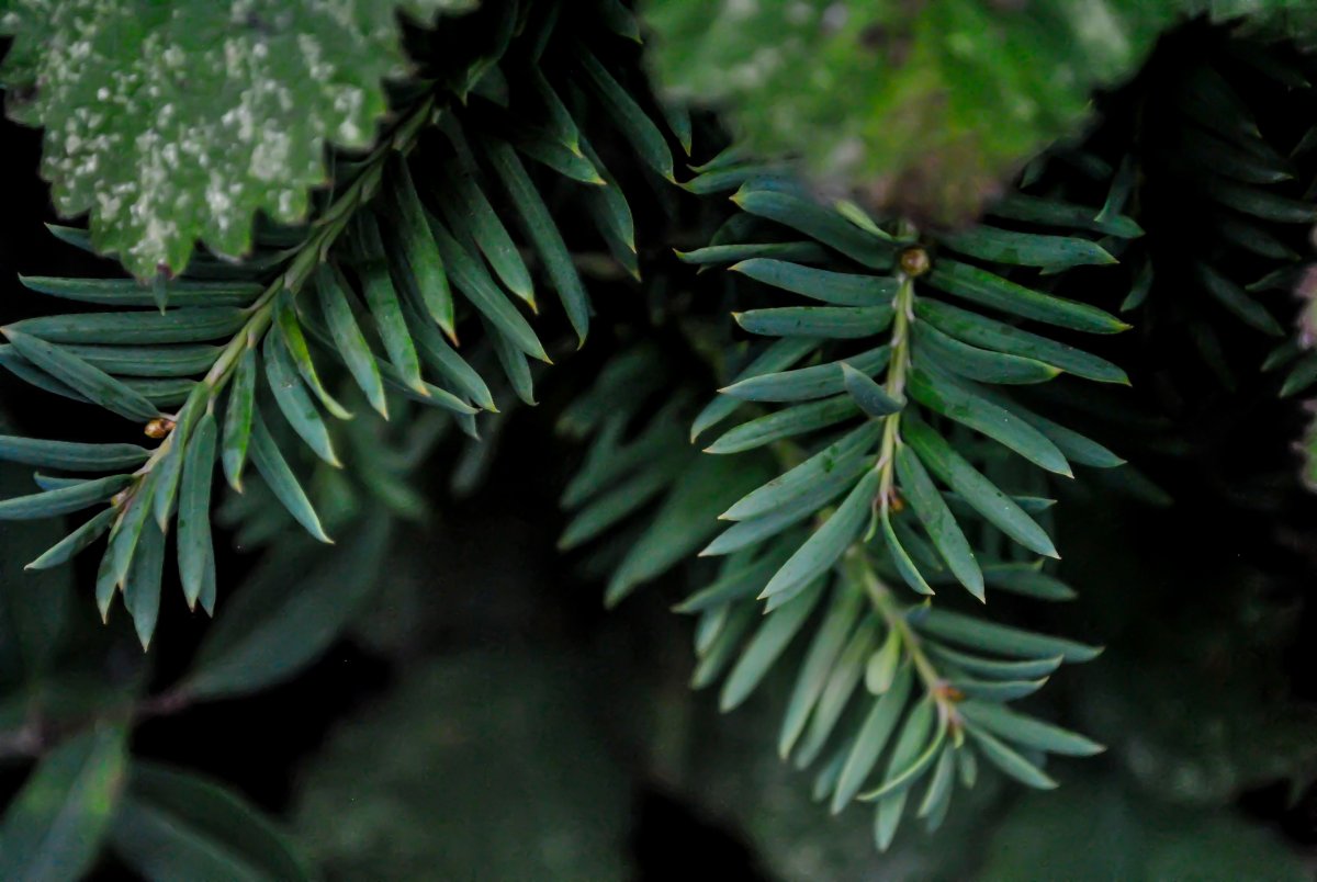 Конифер хвойный