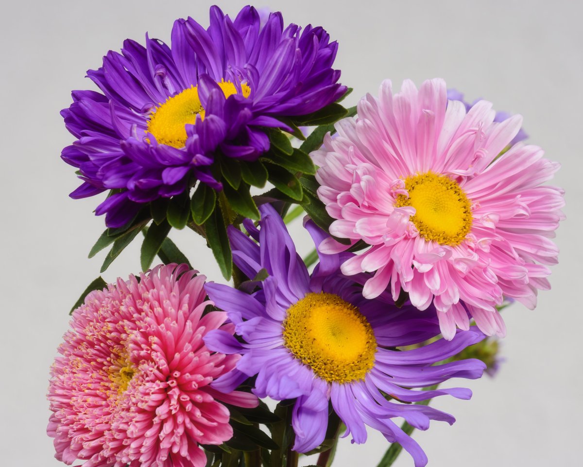 Букет астр разноцветных