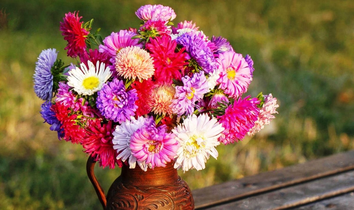 Август — астры, август — звезды, август — грозди