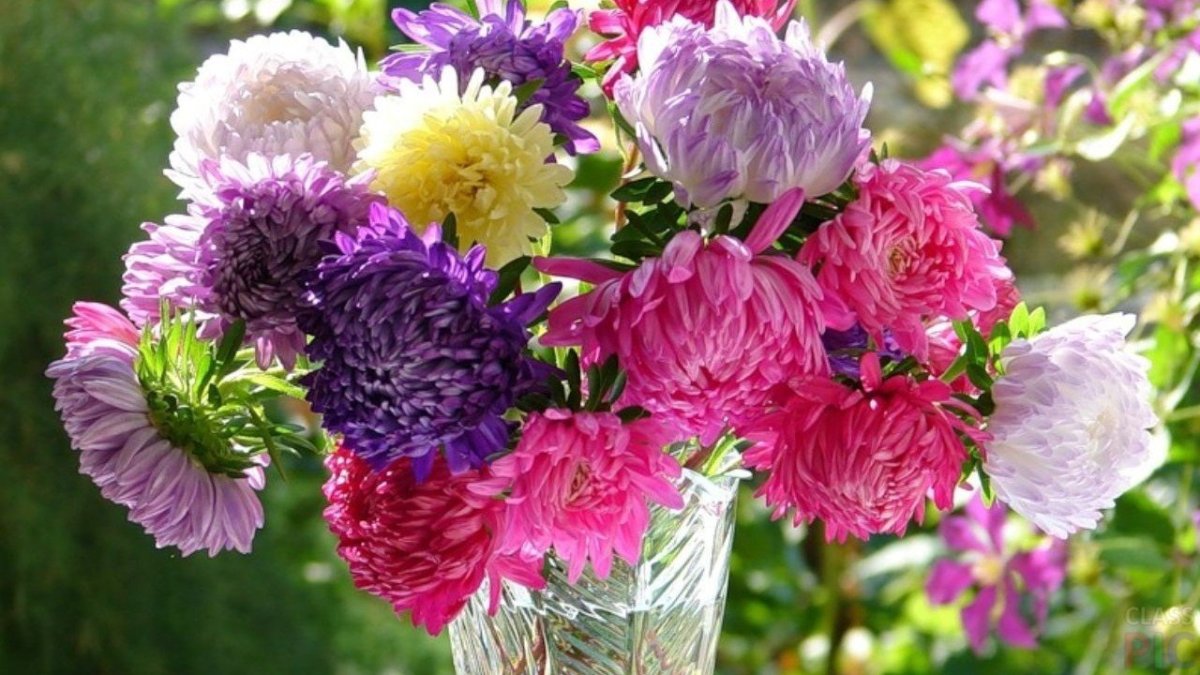 Цветы природа букеты астры