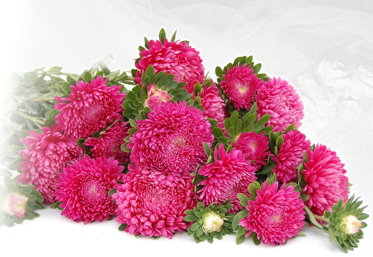 Астра китайская Хризантелла цветок лотоса