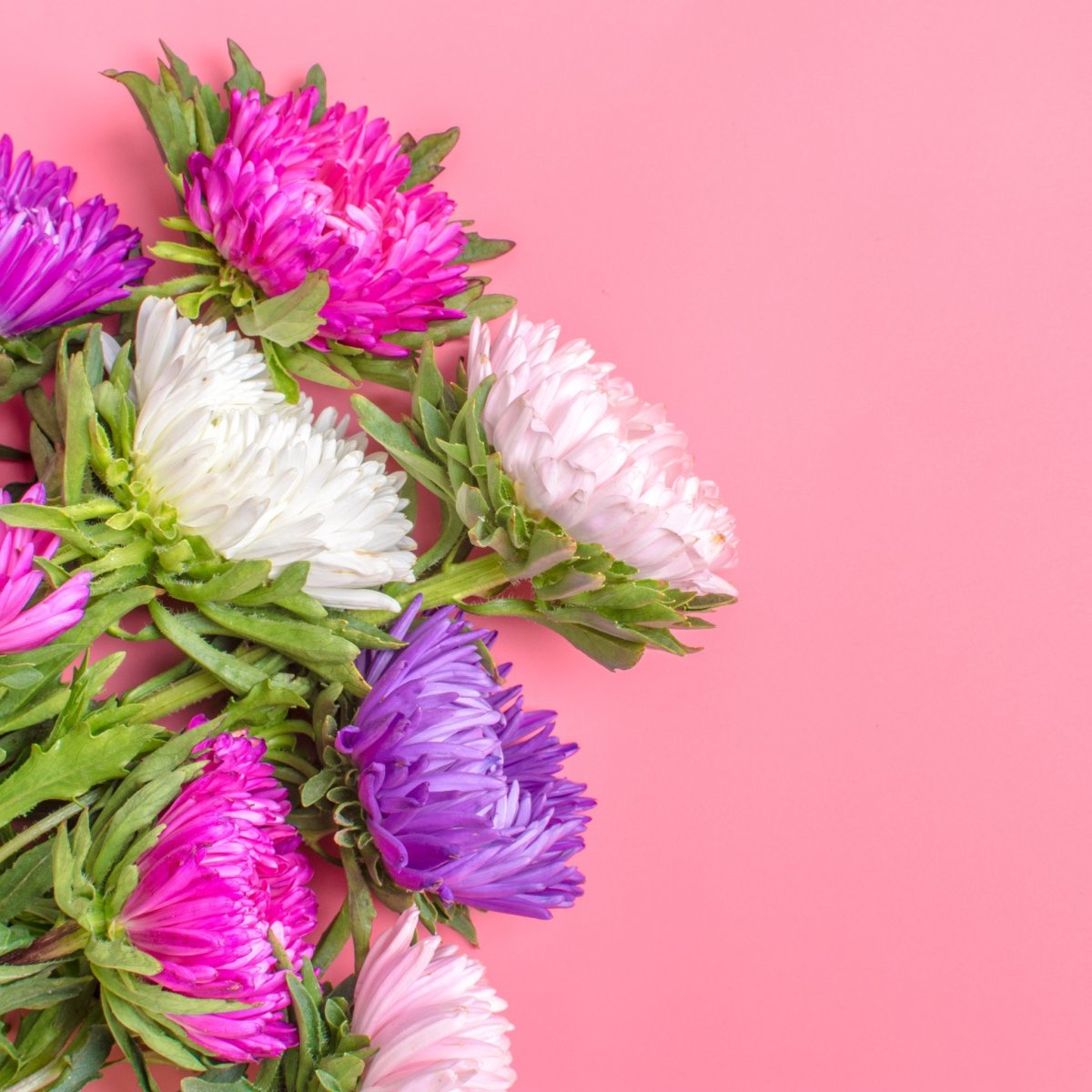 Астра Букетная