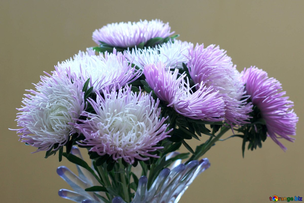 Букеты из астр 2022