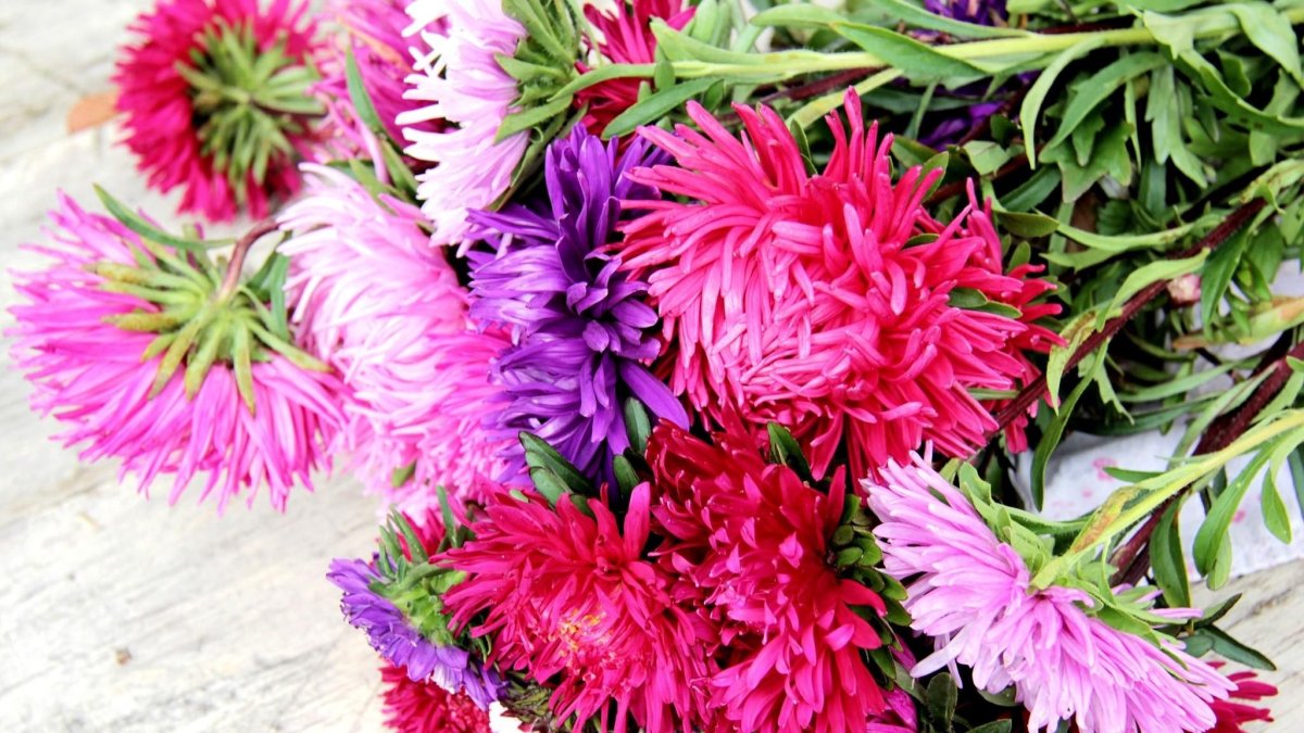 Астра бьютифул Дэй