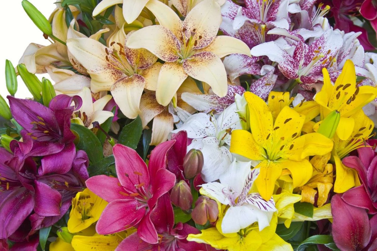 С днём рождения Людмила Васильевна открытки