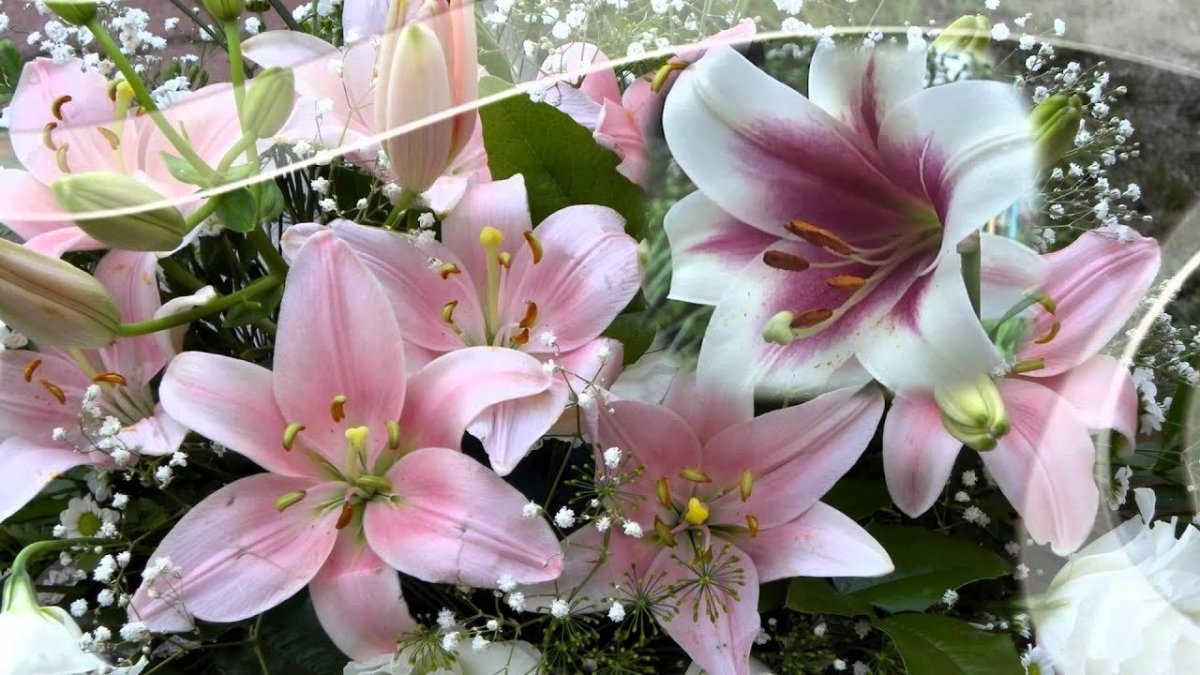 Красивый букет лилий