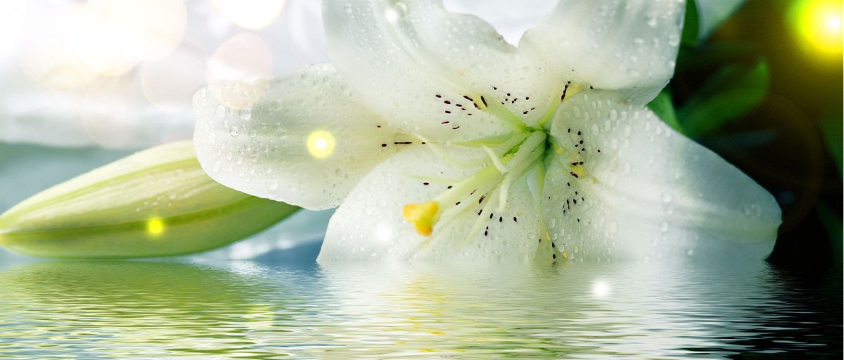 Поздравить лилию с днем рождения