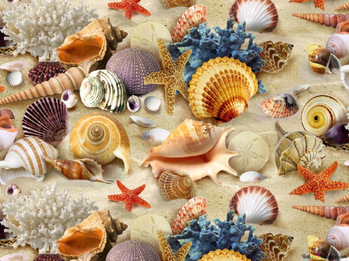Ракушки морские