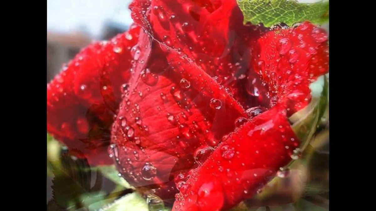 И снова Здравствуйте доброе утро