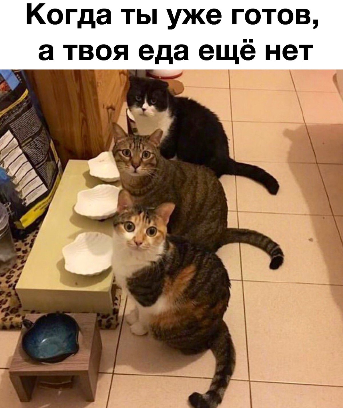 Ржачные коты доброе утро