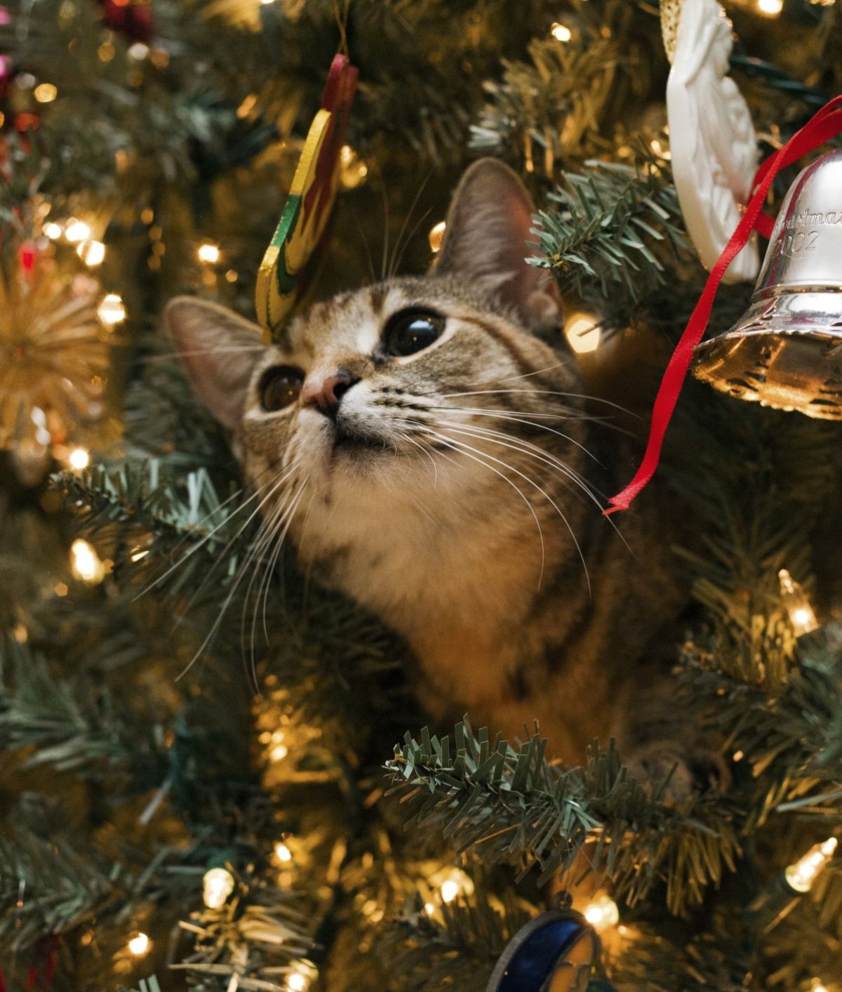 Новогодние коты