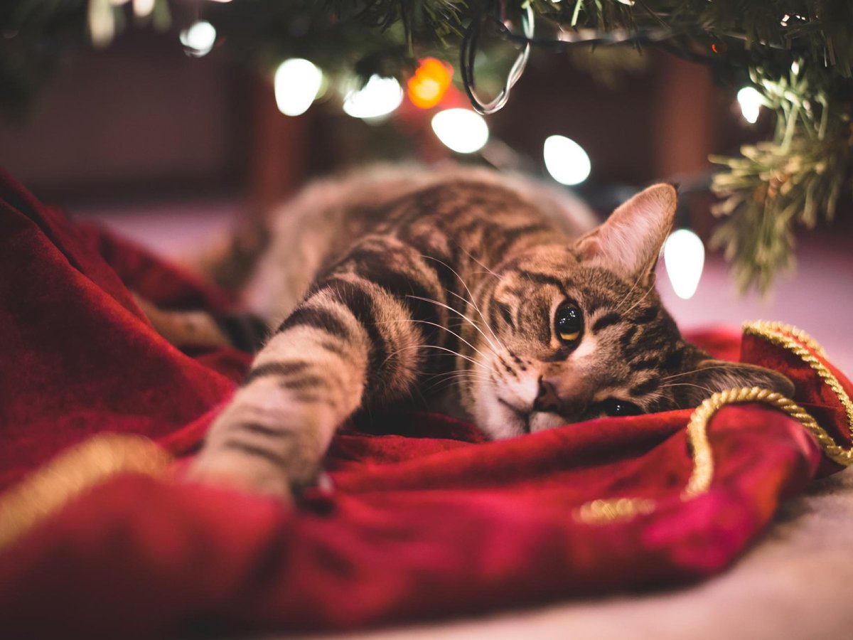 Кот новый год