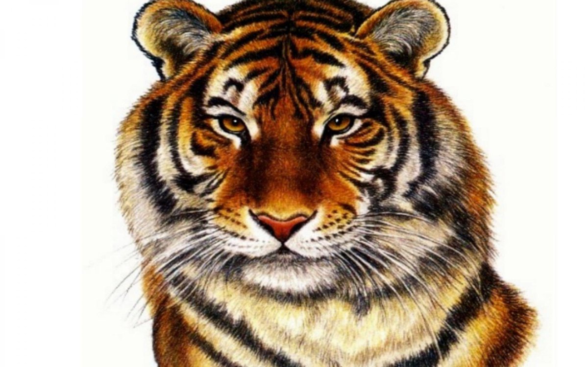 Тигр арт на прозрачном фоне
