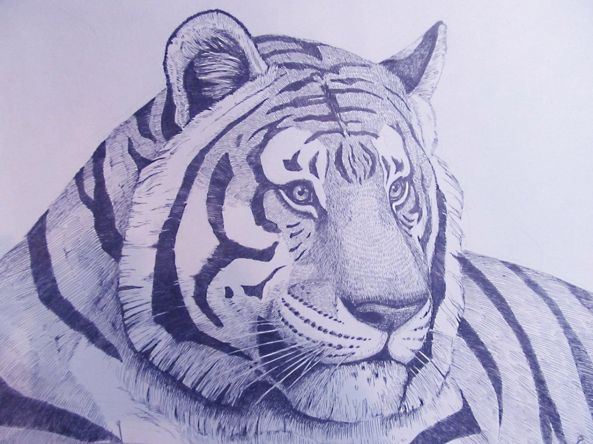 Мультяшные милые тигры