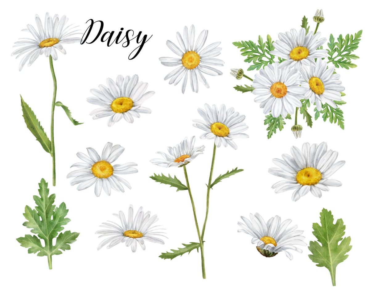 Ромашка раскраска