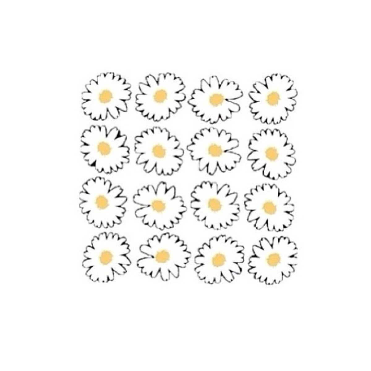 Ромашки в ряд на белом фоне