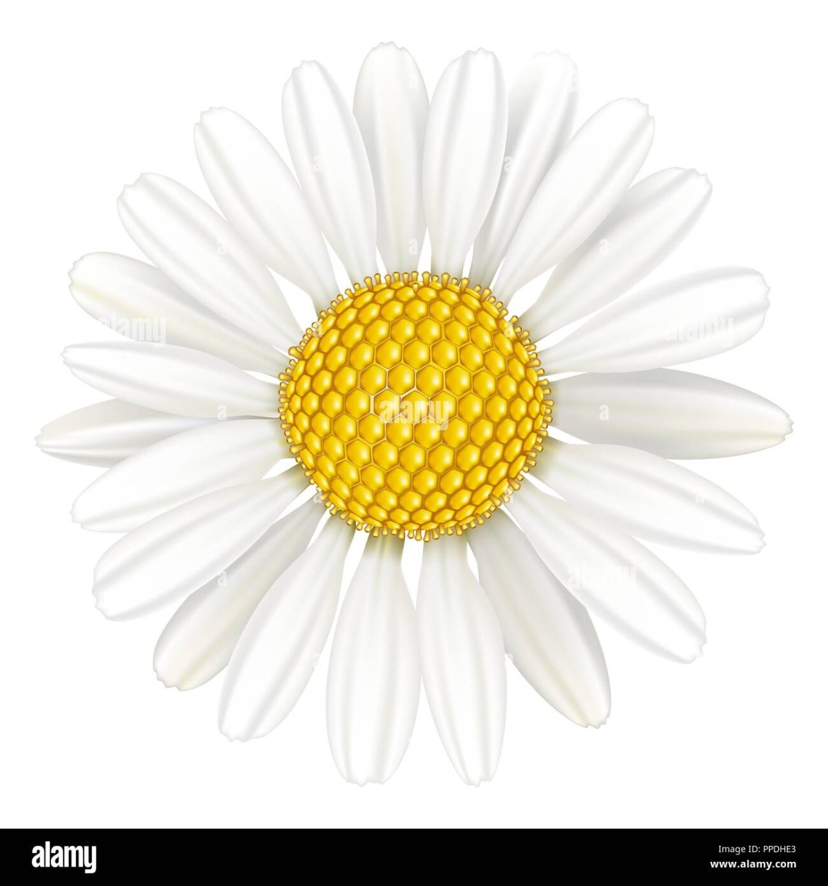 Бренд Ромашка