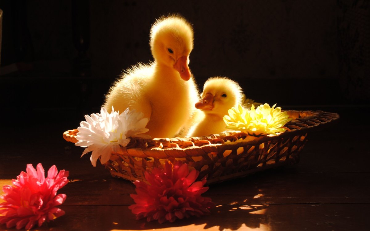 Цыплята в корзинке
