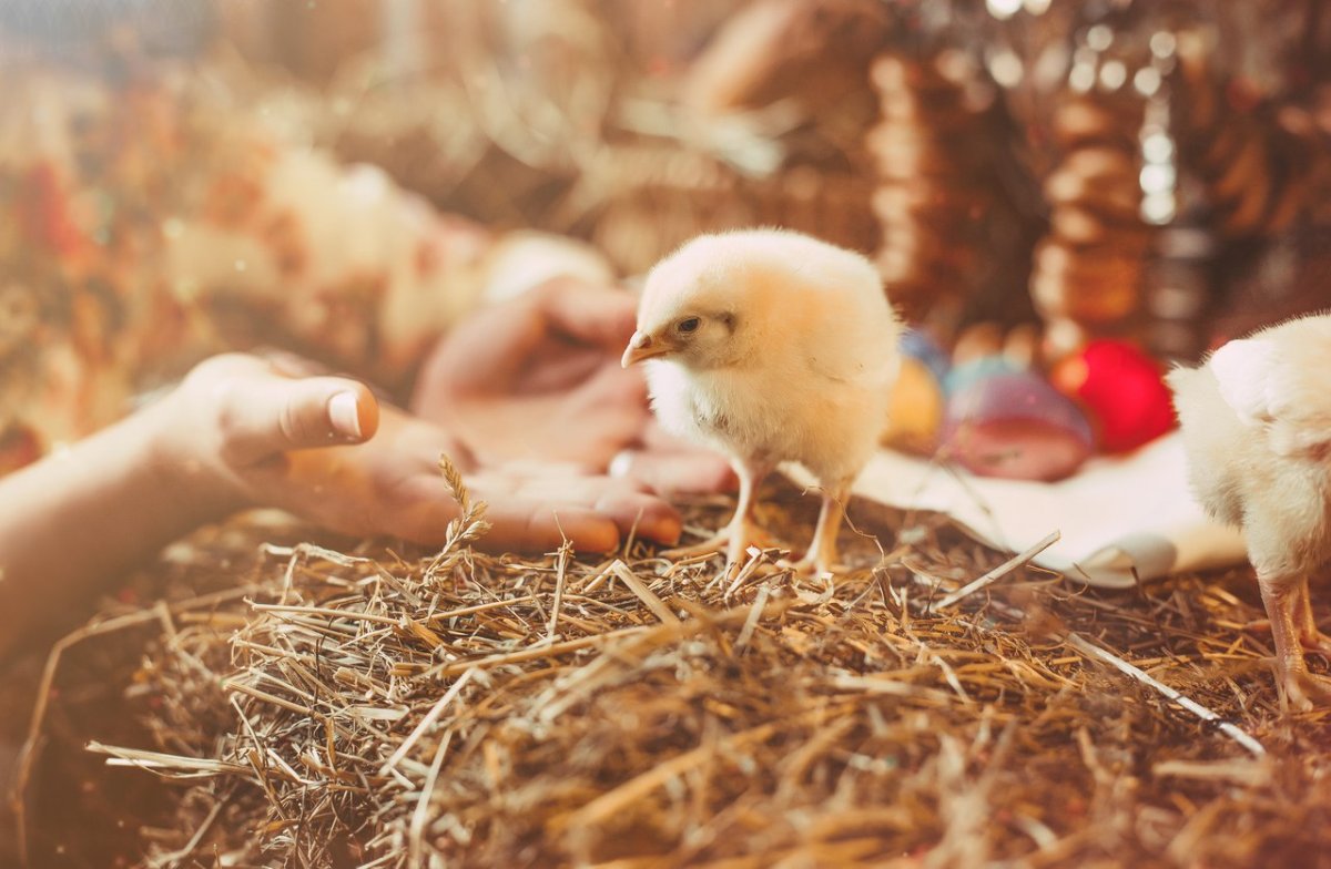 Лючия Хеффернан художница цыпойога