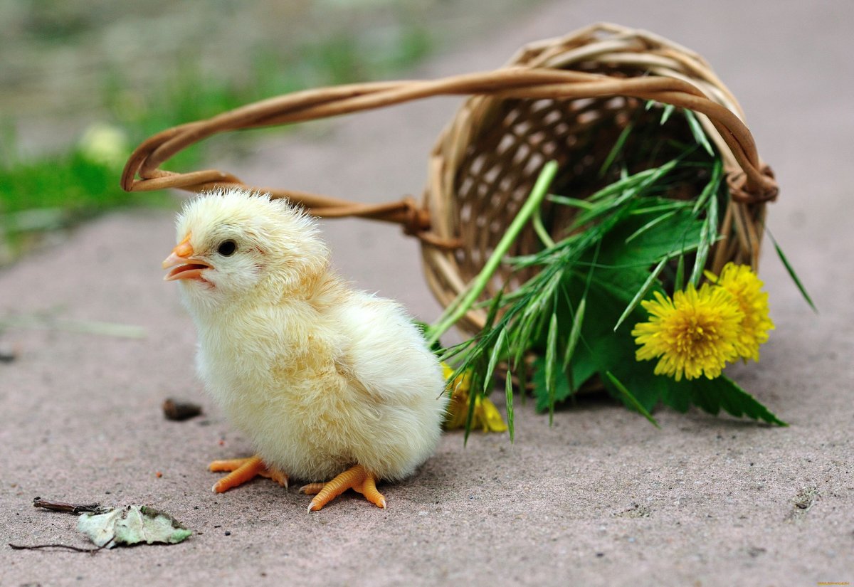 Цыпленок и утенок