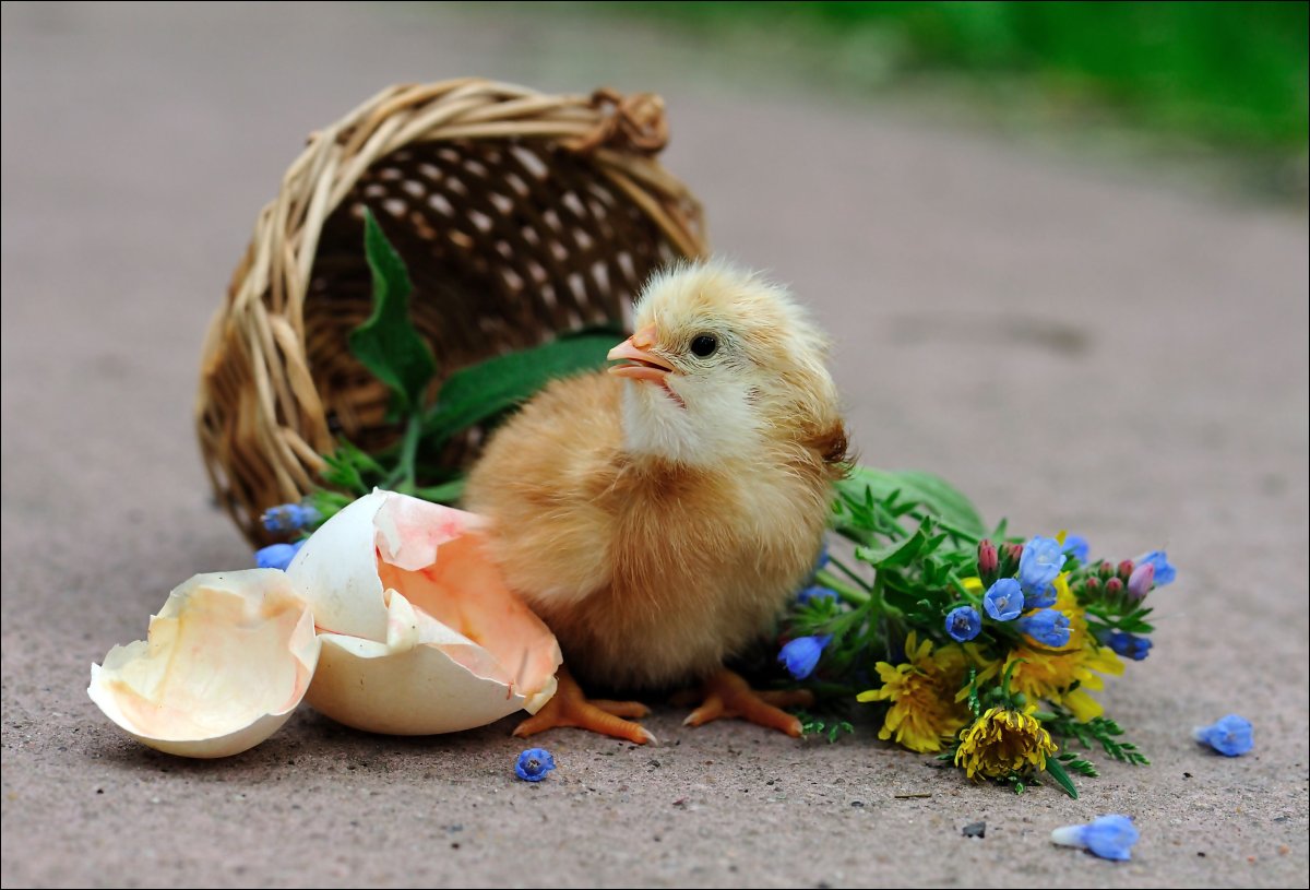 Лючия Хеффернан цыплята