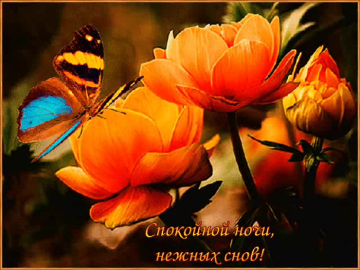 Доброе утро бабочки