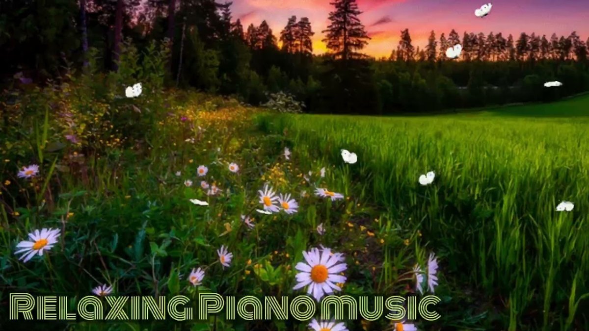 Красивые полевые цветы и бабочки