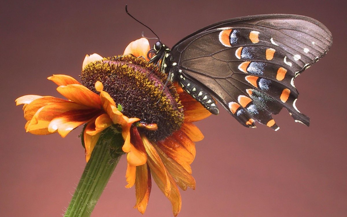 Бабочки на закате