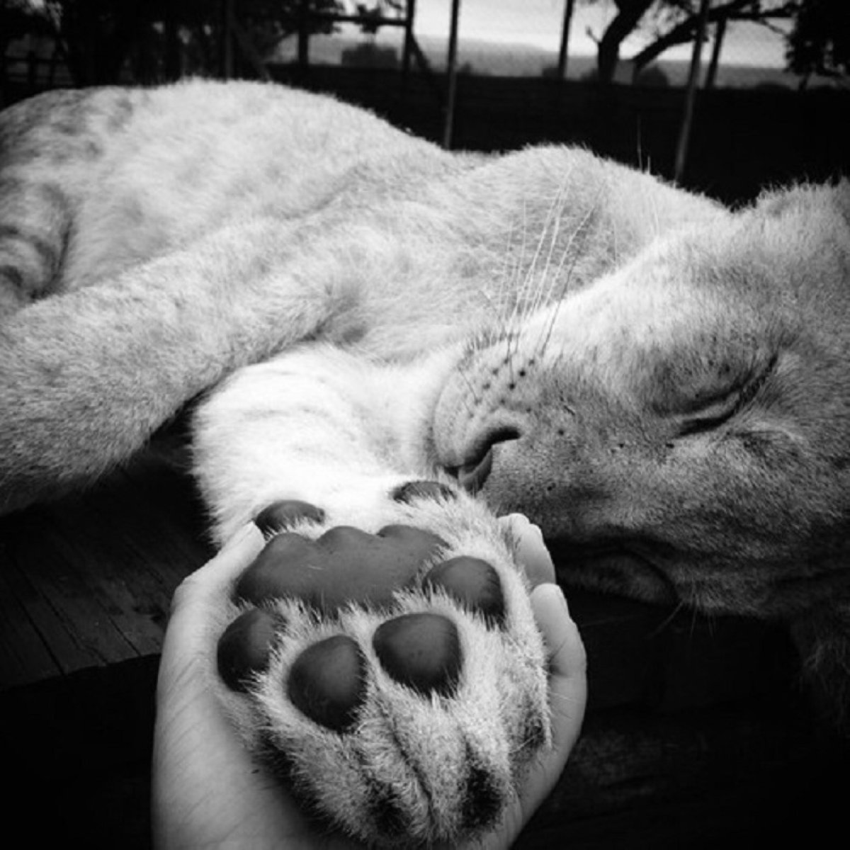 Доброй ночи Тигренок