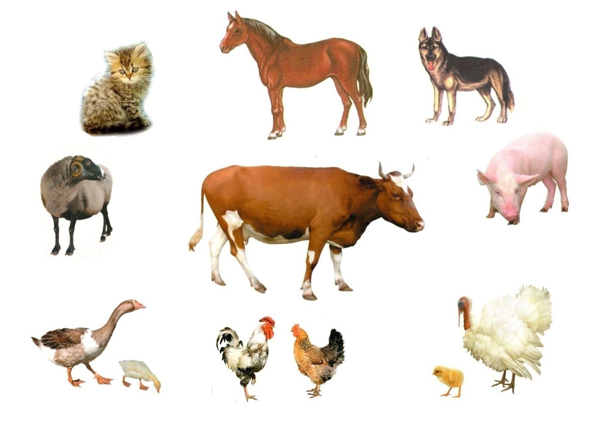 Домашние животные для дошкольников