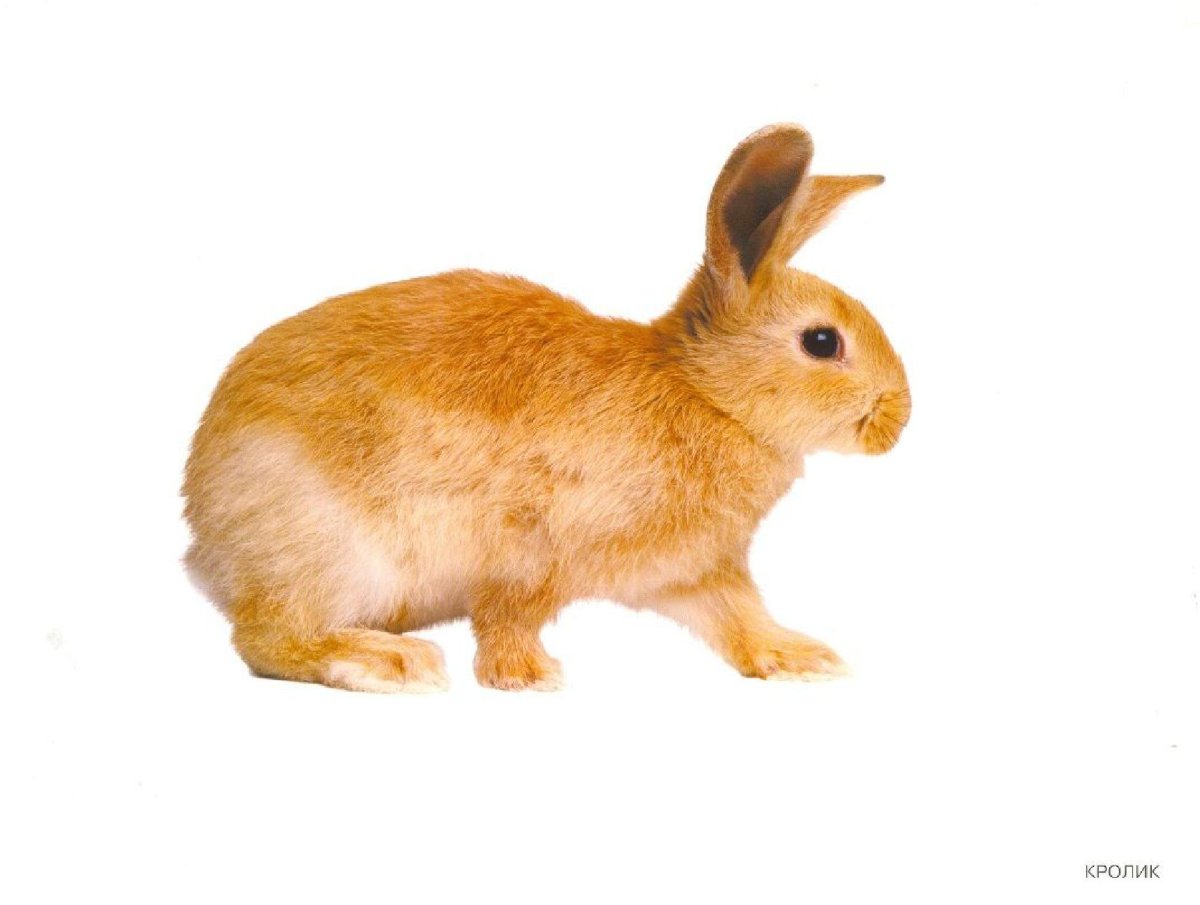 Домашние животные для детей