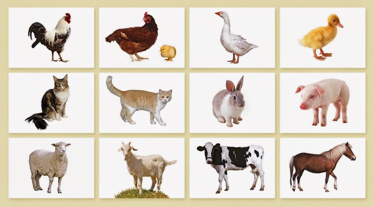 Животные на ферме