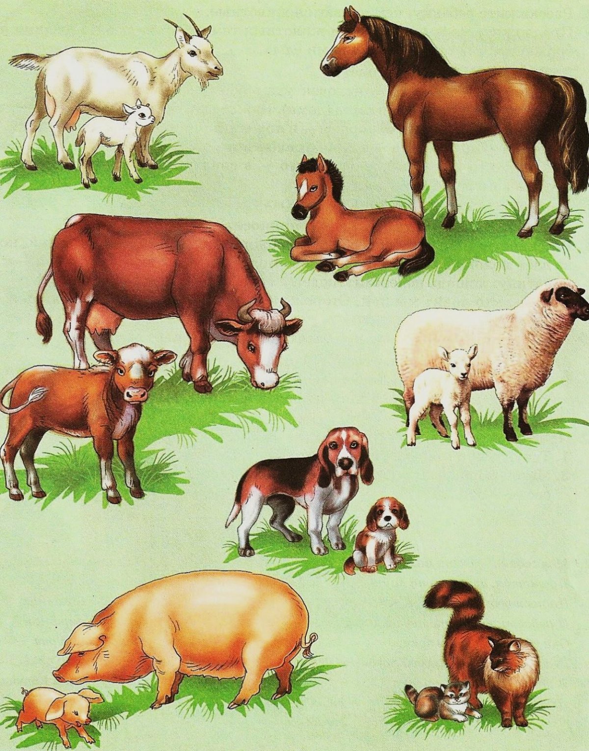 Домашние животные для детского сада