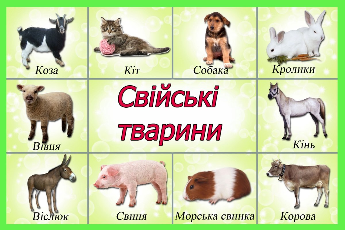 Домашние животные в хорошем качестве вектор