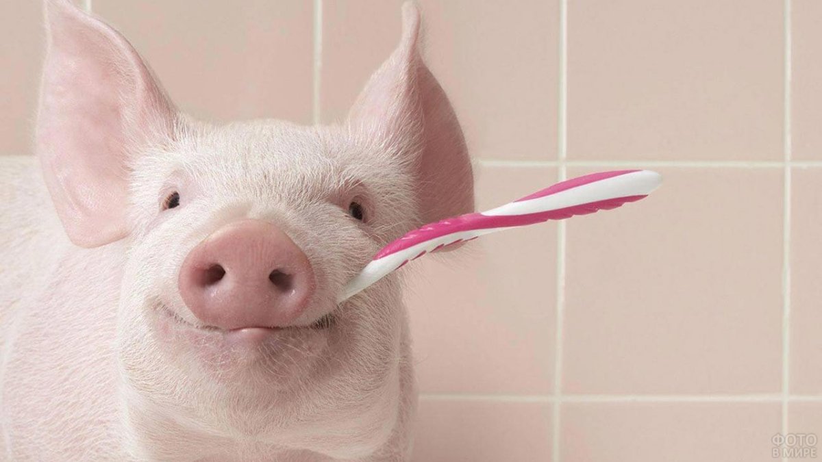 Смешные свиньи