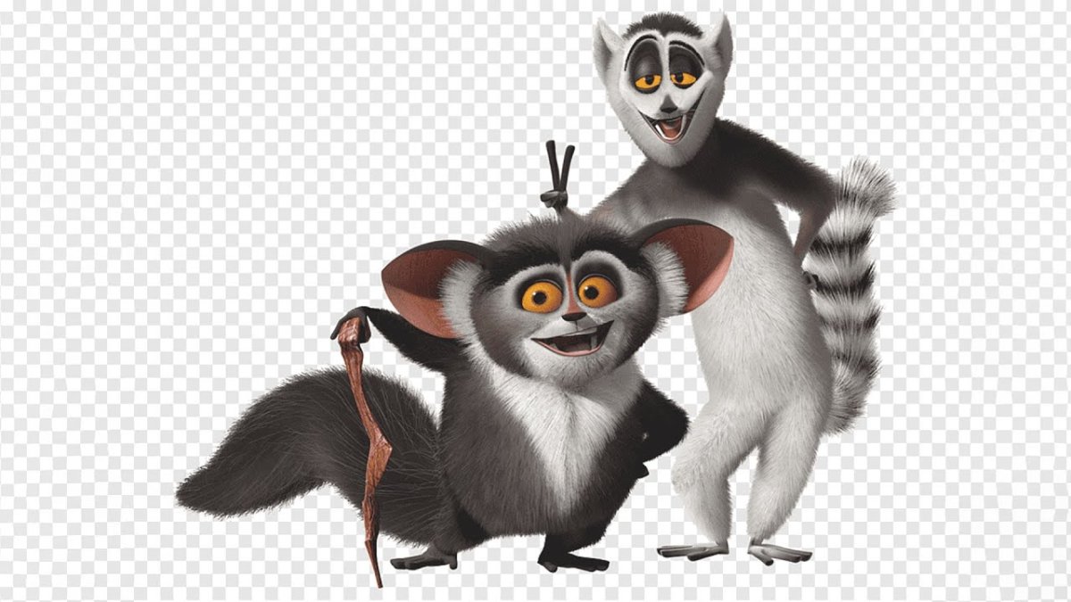 Мадагаскар лемур Морис